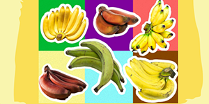 Banana