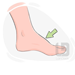 Instep
