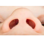 Nostrils